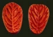 E39 E39