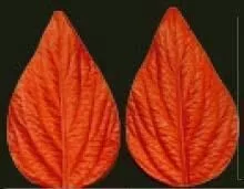 E33 E33