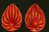 Е57 Е57
