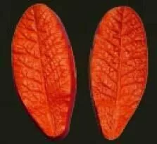 Е11 Е11