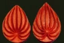 Е58 Е58
