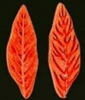 Е65 Е65
