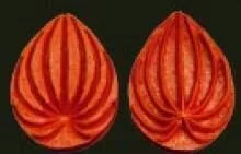 Е59 Е59
