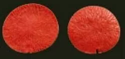 Е78 Е78