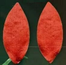 Е89 Е89