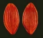 E41 E41